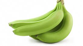 The days when bananas, pineapples and figs grew in Connemara