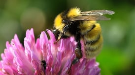 Timely and simple actions key to protecting pollinators, says botanist