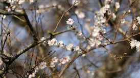 Eight classic ornamental trees and shrubs to plant now for long-lasting bursts of colour