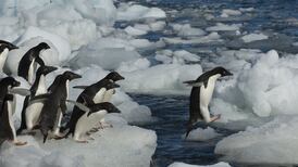 Is Paris treaty all that stands between us and  mass extinction?