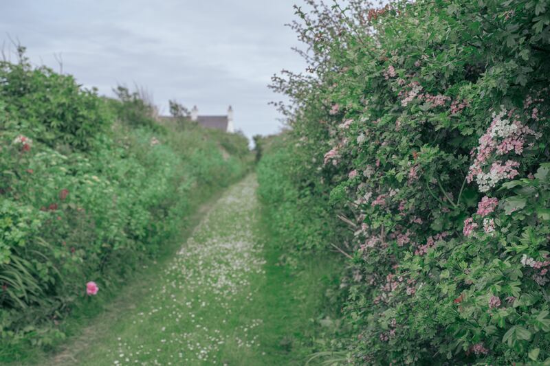 Mature, colourful hedgerows in Co Down. Photograph: iStockPhoto
