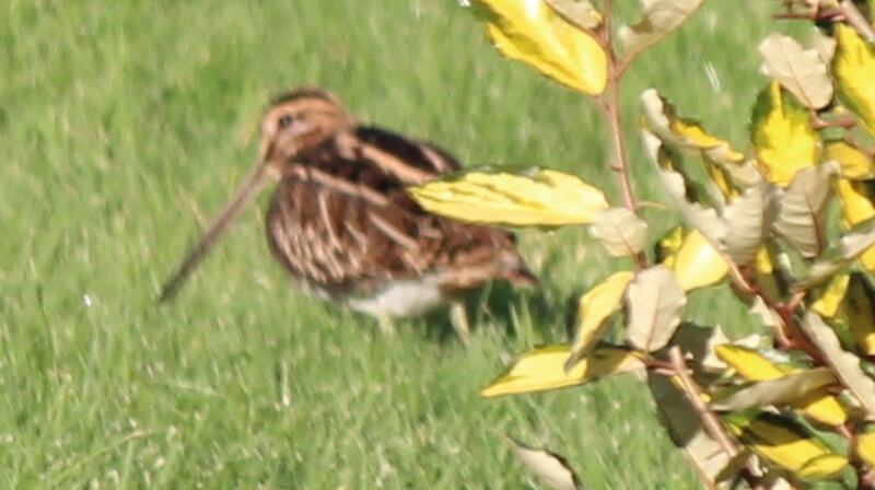 Conor Johnson’s snipe