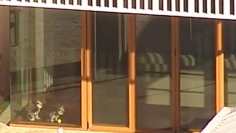 Johnny Depp illegally brought his two dogs to Australia, agriculture minister Barnaby Joyce says. Photograph: screengrab