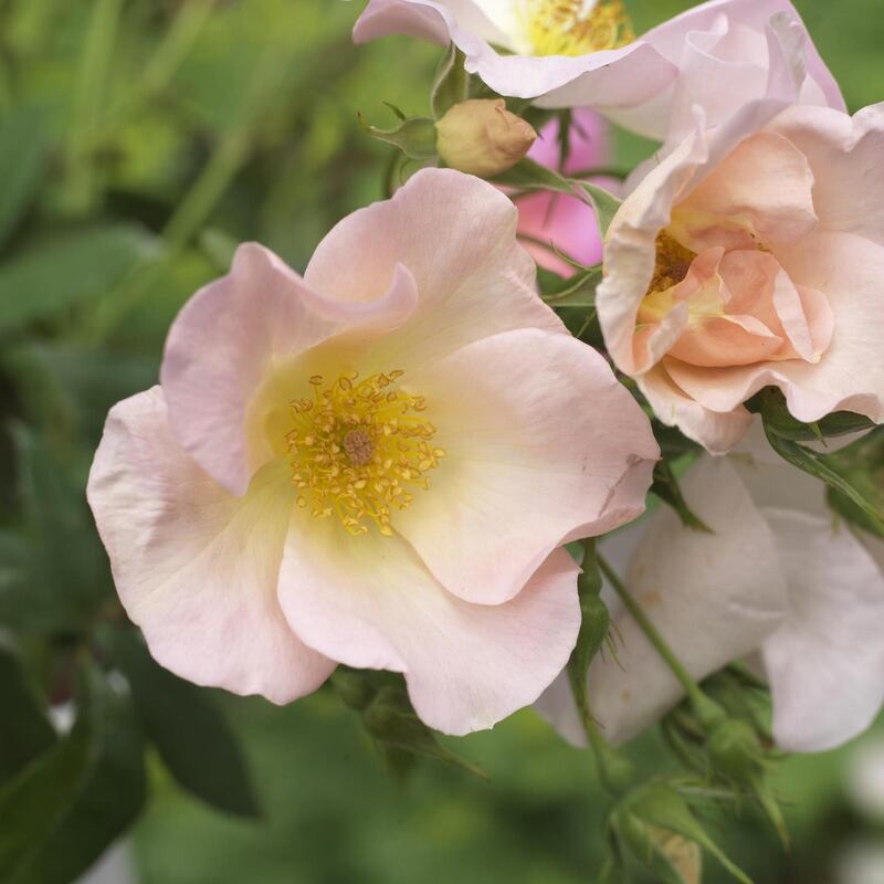 Shrub Roses from Fionnuala’s Garden. Photograph: Richard Johnston