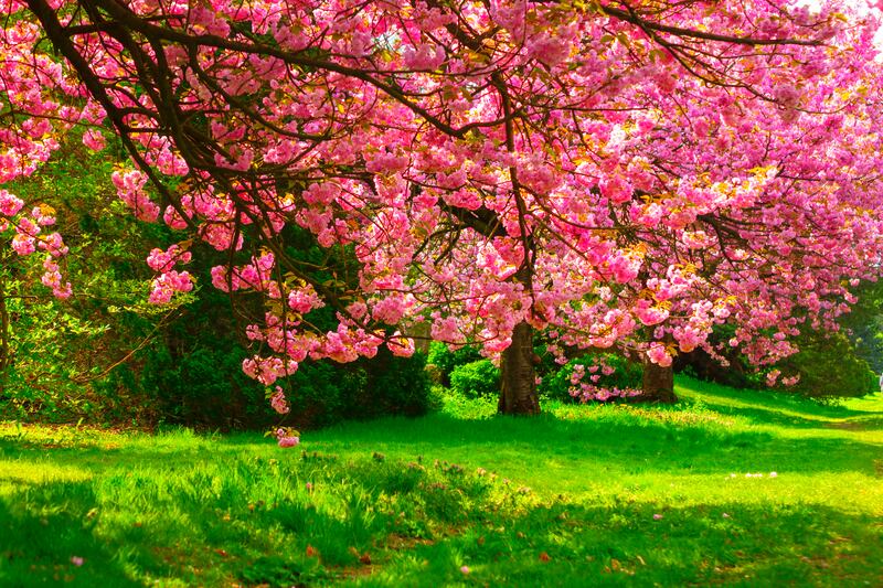 Cherry Blossom Tree