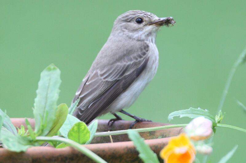 Eyes on nature: one of the spotted flycatchers in Michael Brogan’s garden