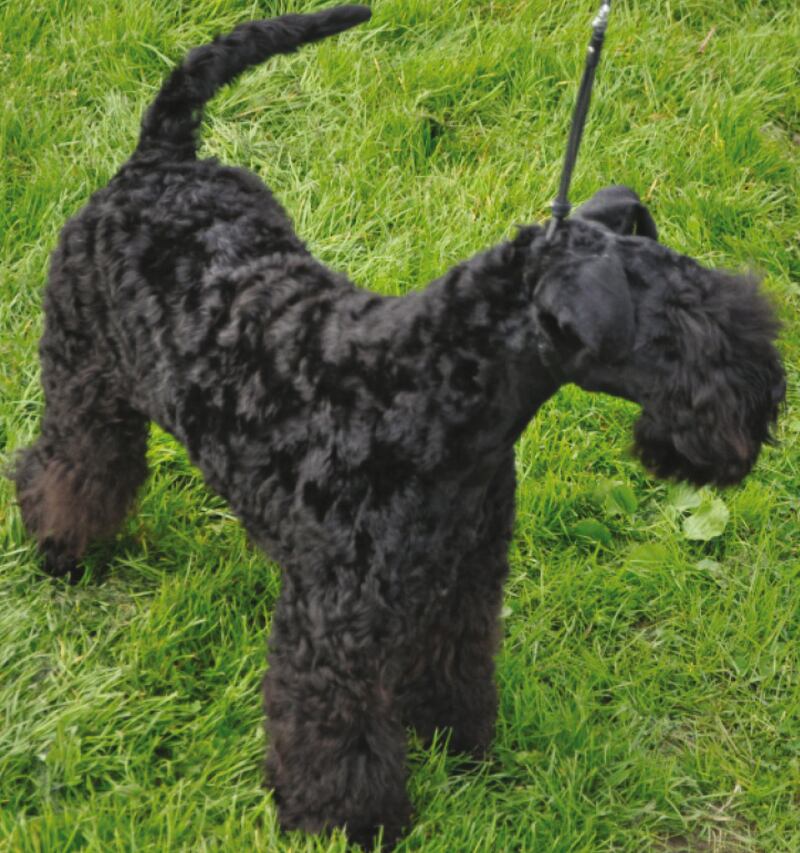 The Kerry Blue terrier was considered to be “racy, and of the soil”, and, perhaps more importantly, it was not associated with the landed gentry. That may explain the appeal of the breed to Michael Collins, who planned to make it our official National Dog