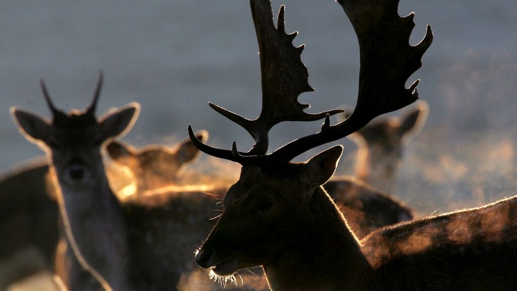 Fianna Fáil Senator Ned O’Sullivan said he was concerned about reports suggesting the hunting of Killarney red deer had become “a purchasable pleasure’’. File photograph: Toby Melville/Reuters
