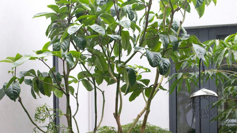 Architectural foliage plants play a key role in the design, their lush leafiness offering a pleasing counterbalance to the angular lines of the building. Photograph:  Damien Eagers