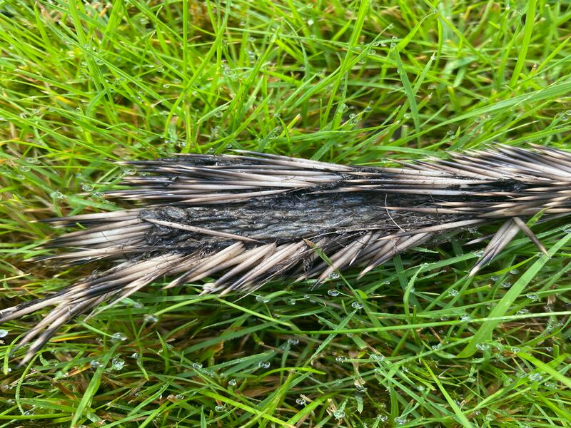 Hedgehog skin with prickles in Dublin. Photograph: Deirdre Gaffney