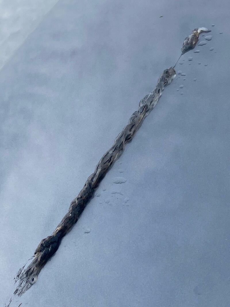 It looks at first glance like some sort of fish from the shape and two 'eyes', but its texture is all wrong. Photograph: Gillian Keane