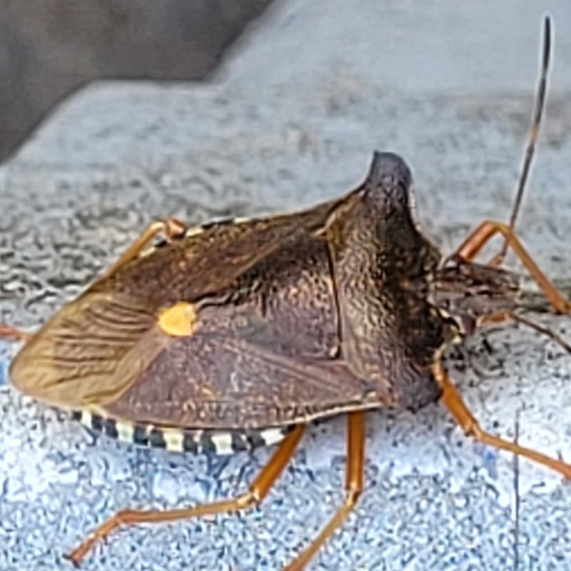 Forest shield bug. Photograph: David Holmes