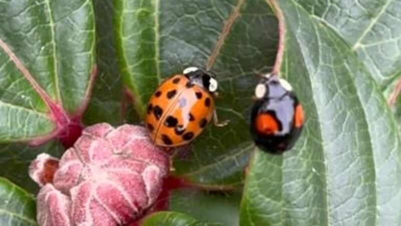 Two ladybirds. Photograph: Jackie Punch Watson