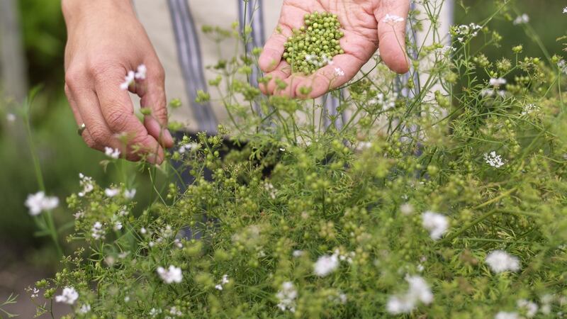 Fast-growing herbs such as coriander, can be raised from seed sown this month. Photograph: Richard Johnston