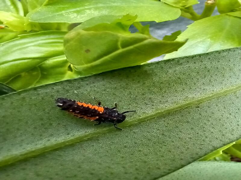 Harlequin ladybird is identifiable by the two inverted L-shaped rows of orange tubercles along each side of the body. Photograph: P McLeer