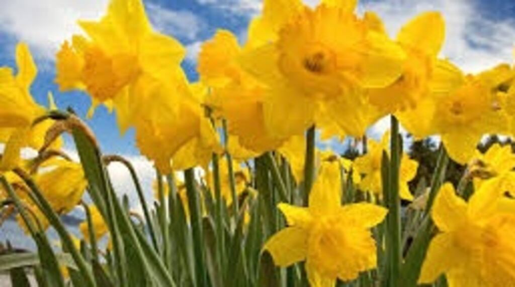It was Monday morning, the first day of spring, and from the west-facing corner of Beaumont Hospital, Vinny spied a cluster of daffodils enjoying a sprightly dance.