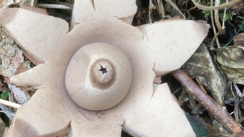 Collared earthstar fungus