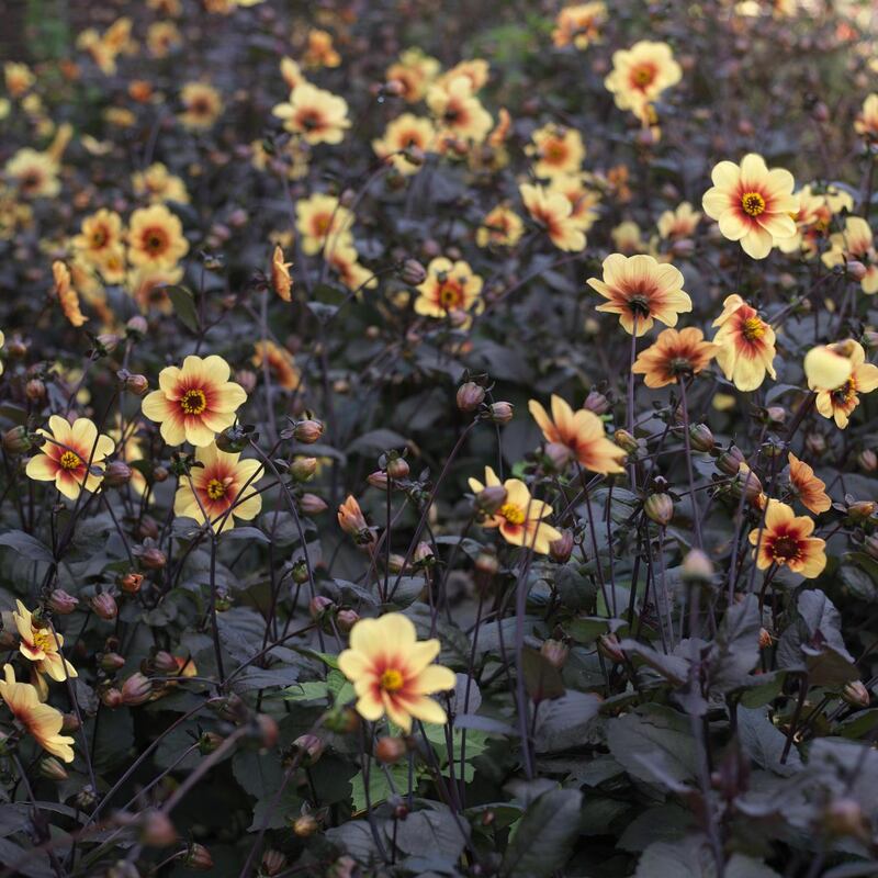 Single-flowering, pollinator-friendly Dahlia ‘Moonfire’ flowering en masse in Ashtown Walled garden in the Phoenix park Photograph: Richard Johnston