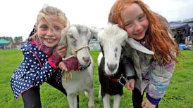 Bovine talk turns to Brexit and Boris in Virginia as cliff edges closer