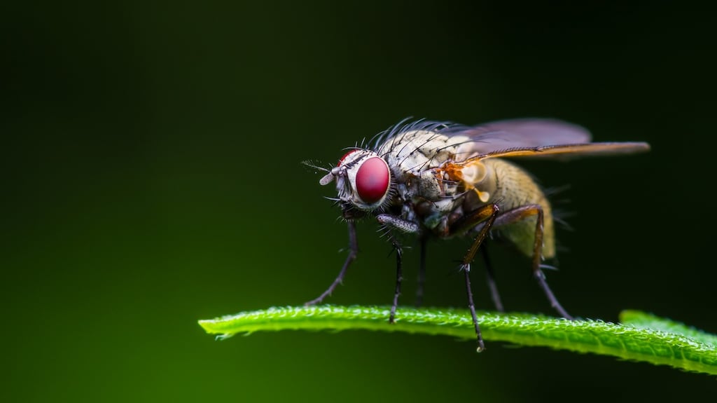 The study examined how stem cells divide in the ovary of the fruit fly. File photograph: iStock