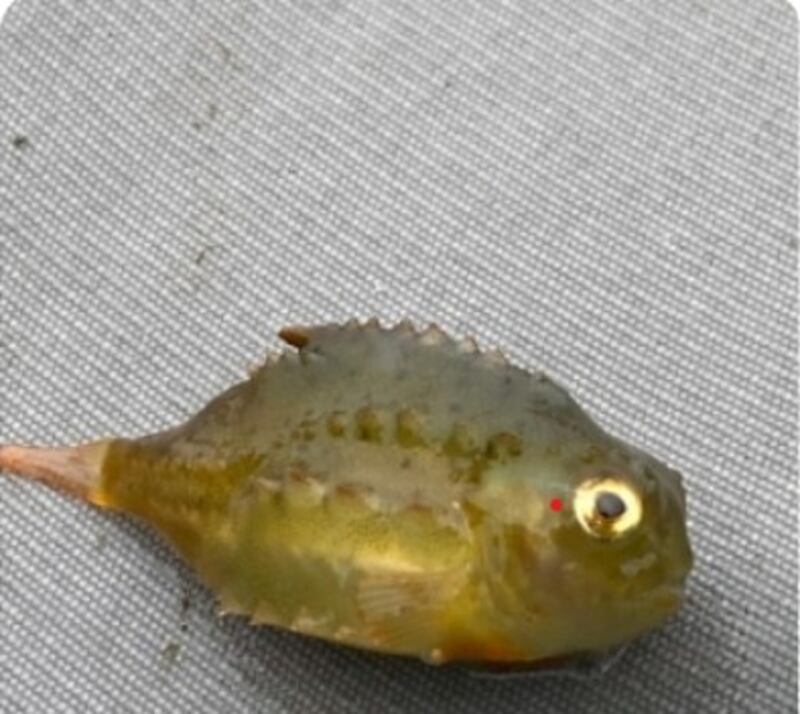 Lumpsucker, supplied by Laurence Bree