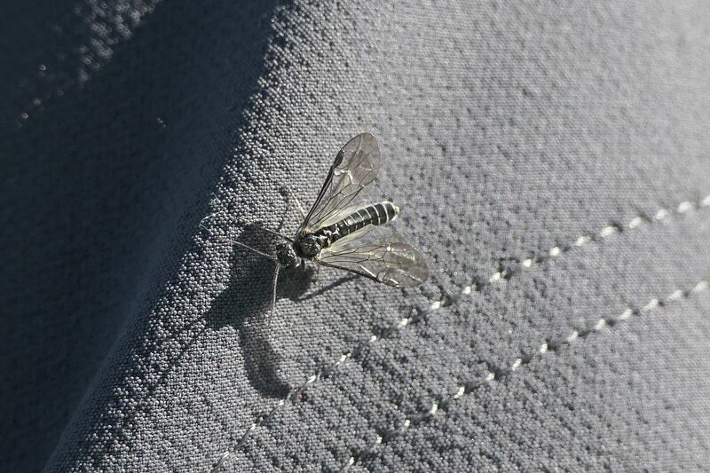 Male sawfly. Photograph: Helen Lawless
