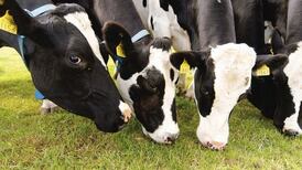 European Commission approves €50m Irish scheme for beef farmers