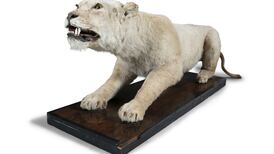 Rare items and lots of learning in Adam’s library sale