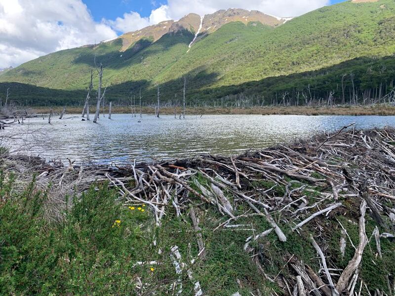 The valley floor is a maze of beaver dams and lakes. Photograph: Peter Murtagh