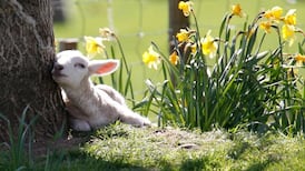 More than 170 sheep killed or injured by dogs this year