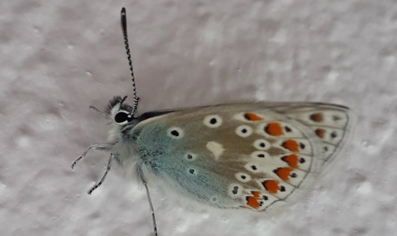 Common blue butterfly