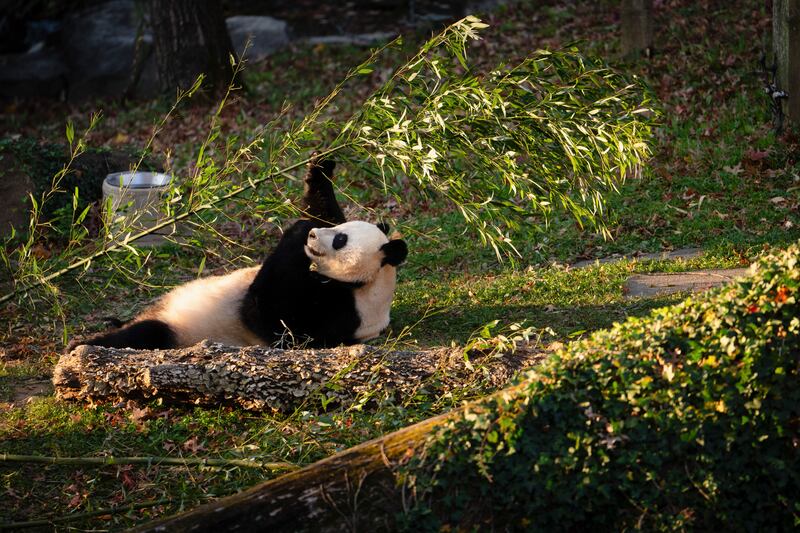 Last year 17 pandas came back from the United States, Japan, France, Germany, the Netherlands and Britain, among other countries. Photograph: Erin Schaff/The New York Times