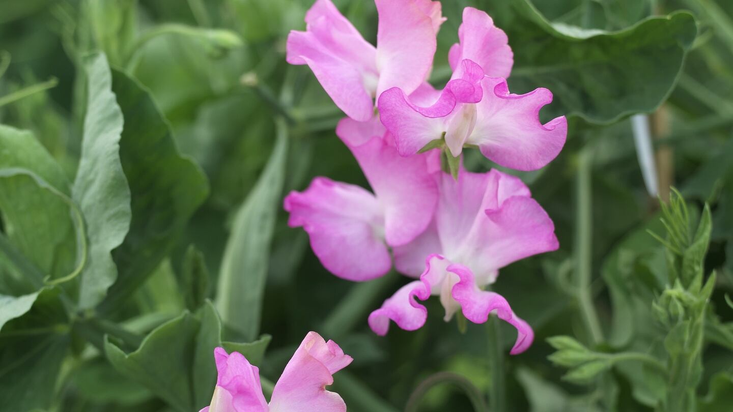 Sweet peas sown in the autumn should be planted out in full sun. Photograph: Richard Johnston