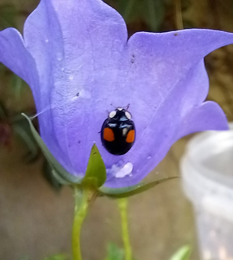 Harlequin ladybird, Harmonia axyridis var conspicua. Photograph: E Maloney