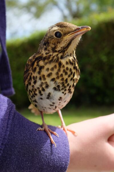 ‘We have so many birds - robins, wrens, thrushes, great tits, blue tits, goldfinches, bullfinches.’