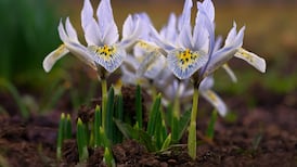 Spring bulbs that will flower year after year in Irish gardens