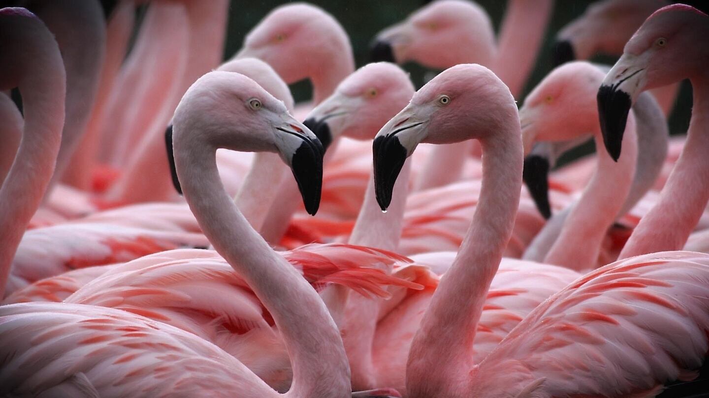 Duvlin Zoo is offering a Valentine’s Day deal that includes a romantic breakfast and keeper talks on the courtship, breeding and exotic romantic rituals of some of the animals.