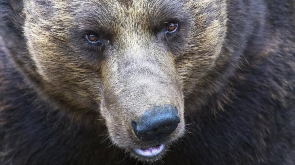 In 2010, a scorching summer left bears in Siberia so hungry that some began digging up human graves. Photograph: Yves Herman/Reuters