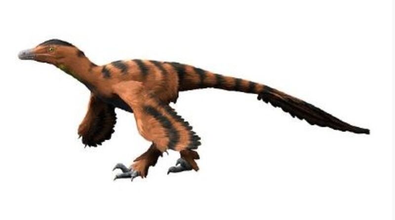 Sinornithosaurus:  A feathered dinosaur studied in the dandruff research. File illustration: Getty Images