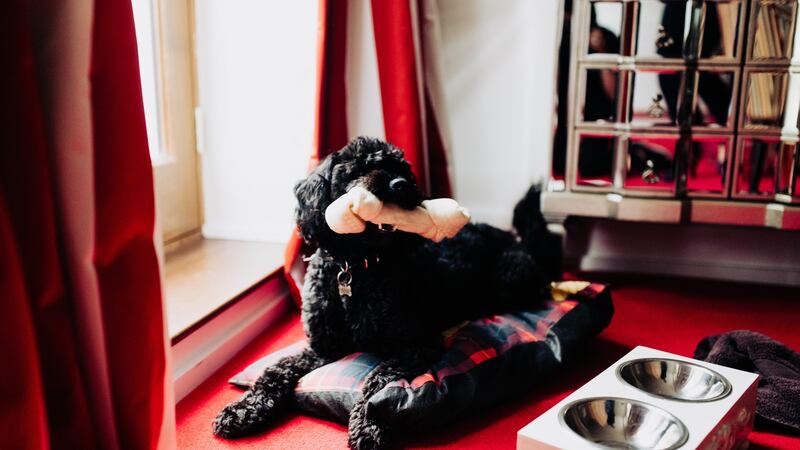 The Lodge at Ashford Castle welcomes guests and their four-legged friends to stay with their new Pawsome Package.