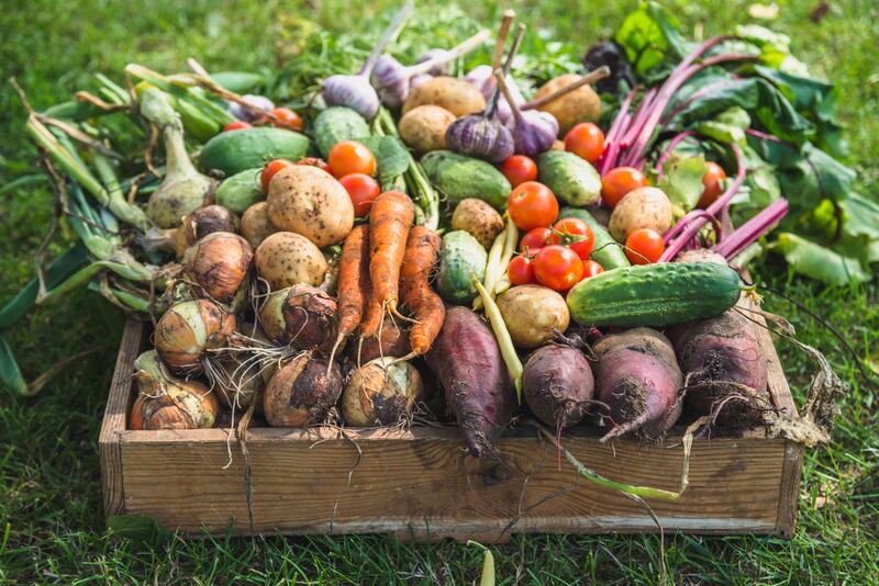 Growing our own ingredients is also a great way to save money while simultaneously ensuring ready access to some high-quality nutritious food. Photograph: Getty