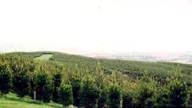 Forestry group lobbies Government to appoint report author