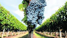 Fantastic natural wines and where to find them