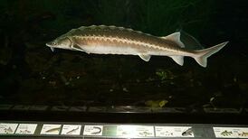 The sturgeon – Ireland’s lost ‘dinosaur fish’ - should be reintroduced to Irish waters, say conservation groups