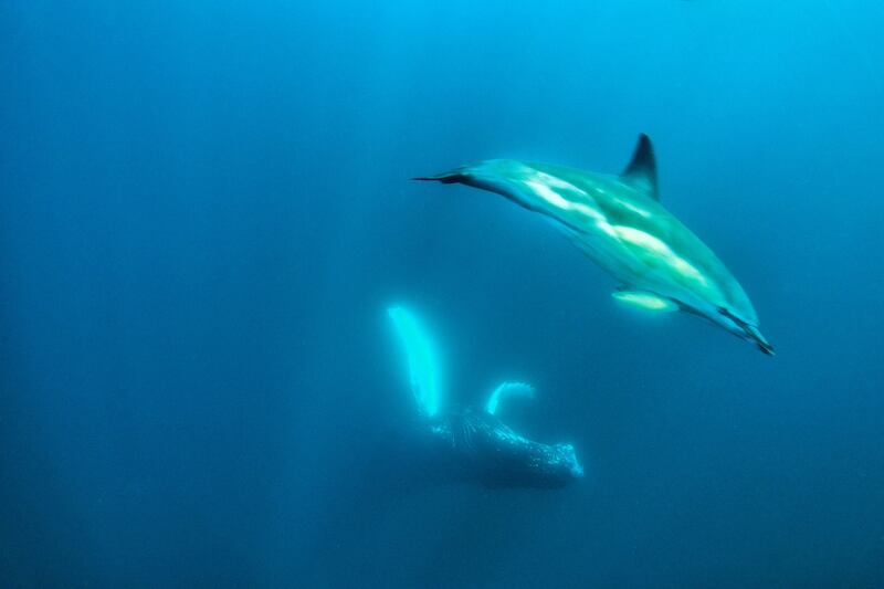A humpback whale swims off the coast of west Cork accompanied by a common dolphin in 2021. Photograph: Nick Pfeiffer/Provision