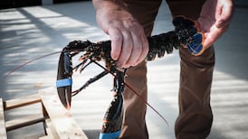 Fisherman agrees to pay €55,000 compensation to Co Wicklow firm over theft of lobsters and crabs
