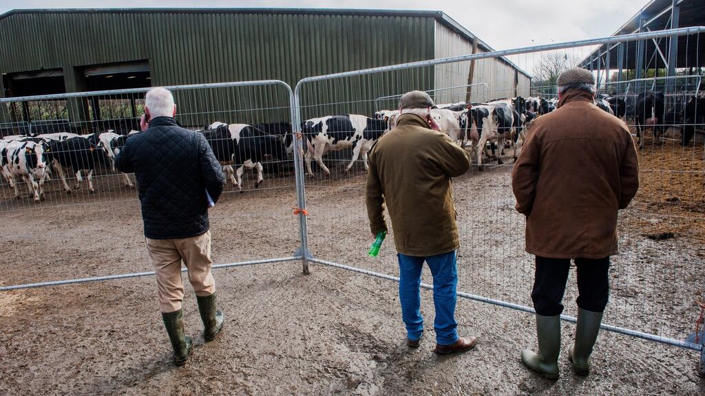 Buyers pictured in the yard of Peter Kingston’s farm in Nohoval, Co Cork. Photograph: Daragh McSweeney/Provision