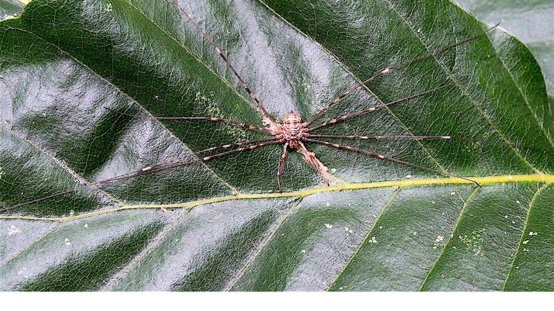 The harvestman spider, Dicranopalpus ramosus