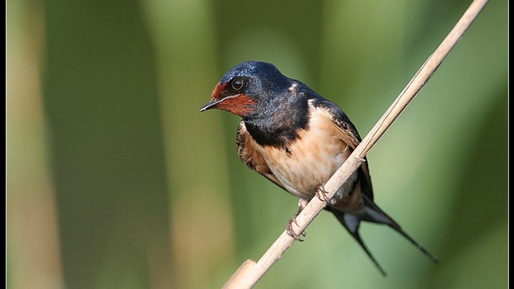 Fáinleog ag machnamh ar an ród sin roimpi