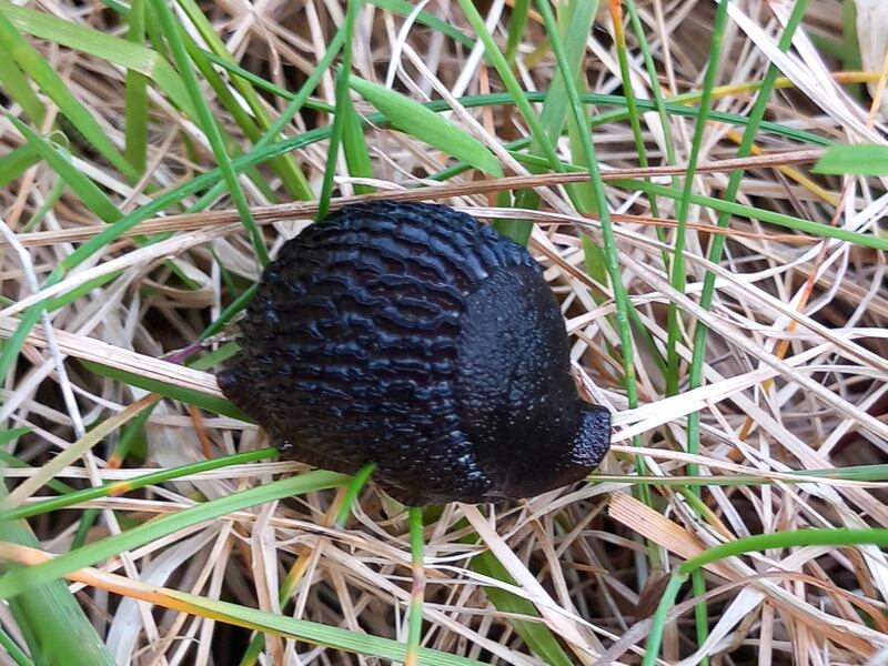 Slug. Photograph: Bobby Carty